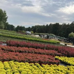 szkółka drzew iglastych liściastych byliny