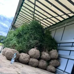 szkółka drzew iglastych liściastych byliny